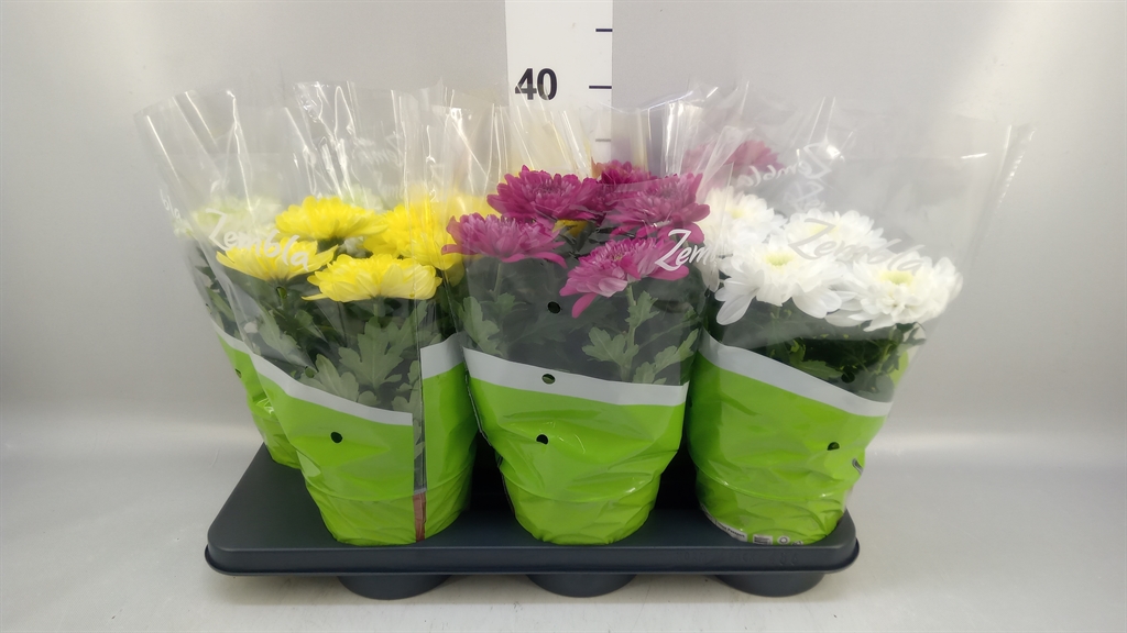 Chrysanth Zembla Mix 15Ø 33cm