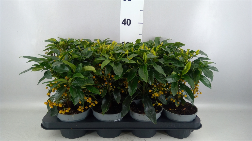 Ardisia Crenata 13Ø 30cm