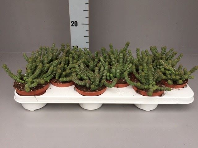 Crassula Marnieriana 11Ø 15cm