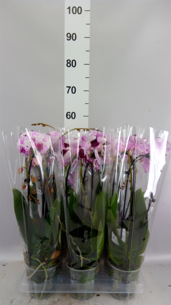 Phal El Cascade 12Ø 45cm