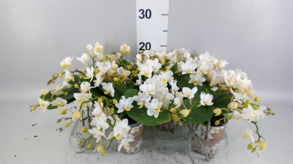 Phalaenopsis Multiflora Nazare 9Ø 35cm 4st