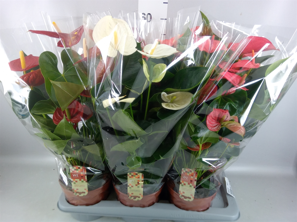Anthurium Mix 4 Colours 17Ø 60cm