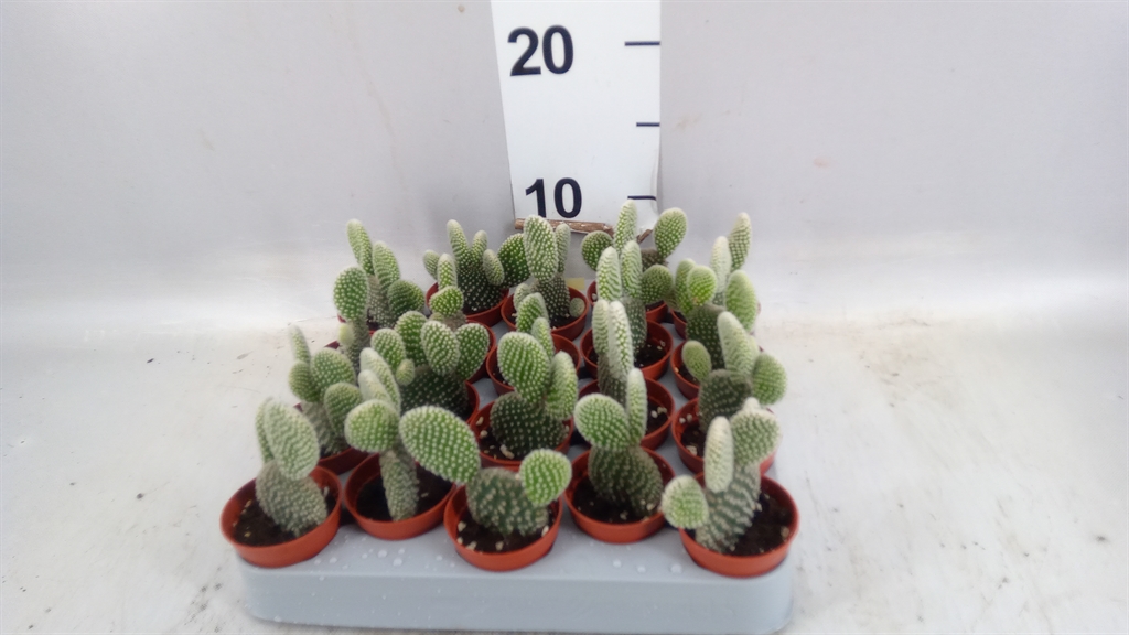 Opuntia Microdasys Albispina 5Ø 10cm
