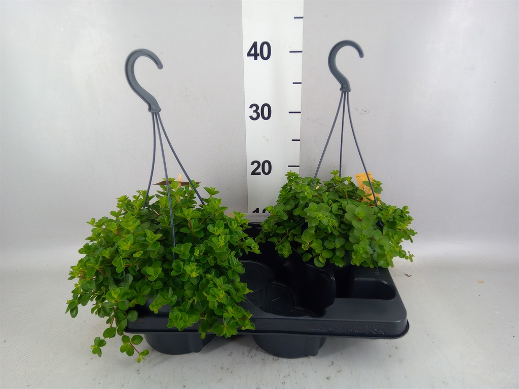 Peperomia Rotundifolia 15Ø 25cm