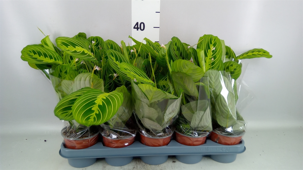 Maranta Lemon 12Ø 35cm