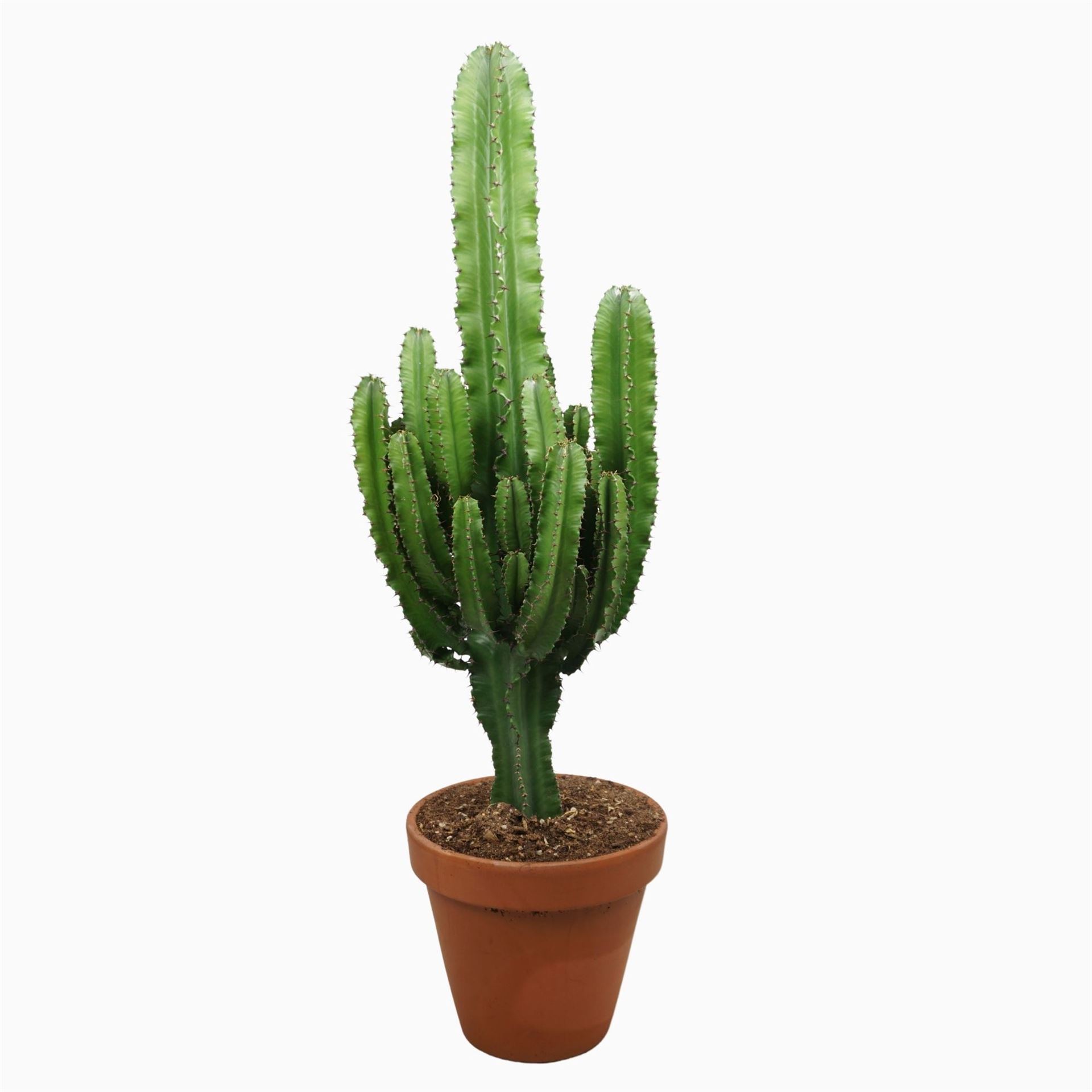 Euphorbia Abyssinica 27Ø 100cm