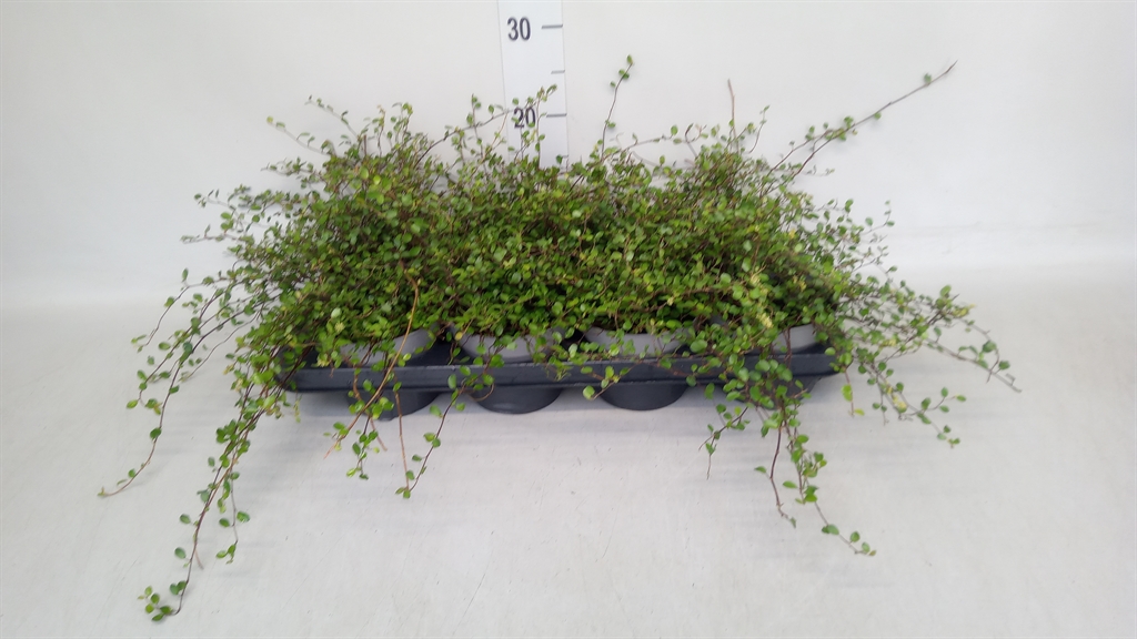 Muehlenbeckia Mao'ri 13Ø 16cm