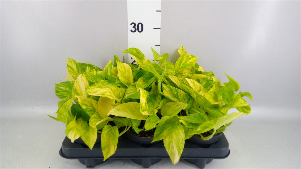 Epipremnum Hicolor 12Ø 20cm