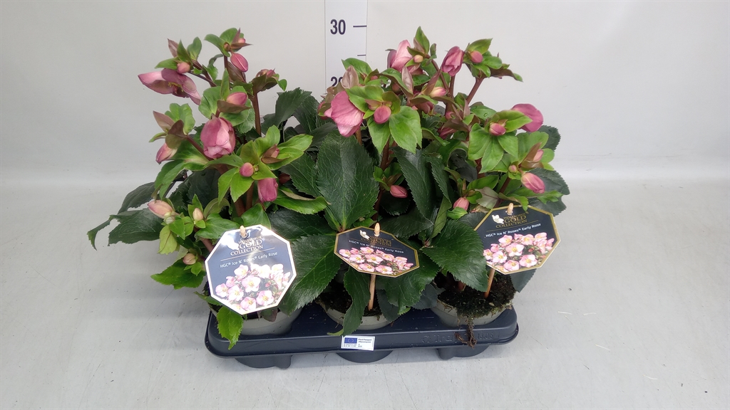 Helleborus Hgc Ice N' Roses Rose 13Ø 35cm