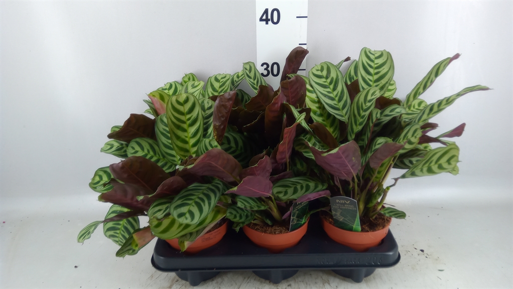 Ctenanthe Burle-Marx 12Ø 25cm