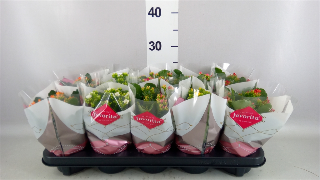 Kalanchoe Single Mix 6 Colours 10Ø 22cm