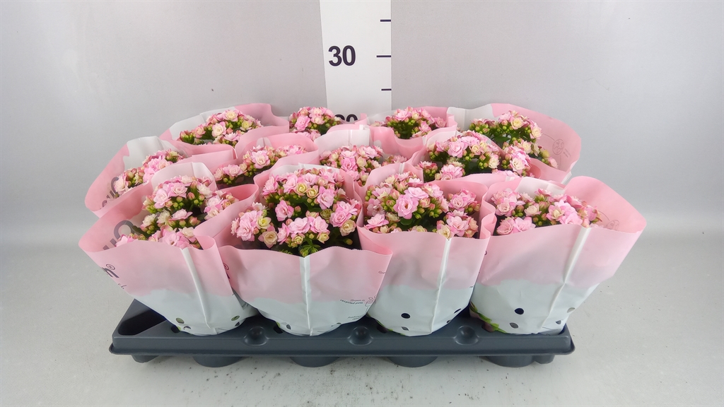 Kalanchoe Double More Flowers Augusta 10Ø 25cm