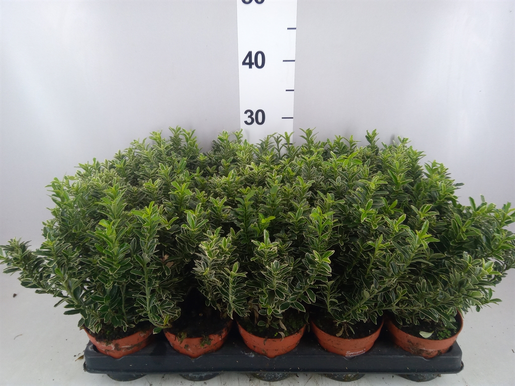 Euonymus Microphyllus Albovariegatus 11Ø 20cm
