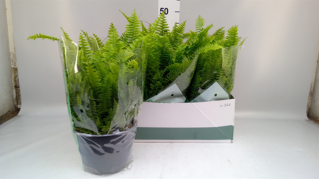 Nephrolepis Green Moment 19Ø 60cm