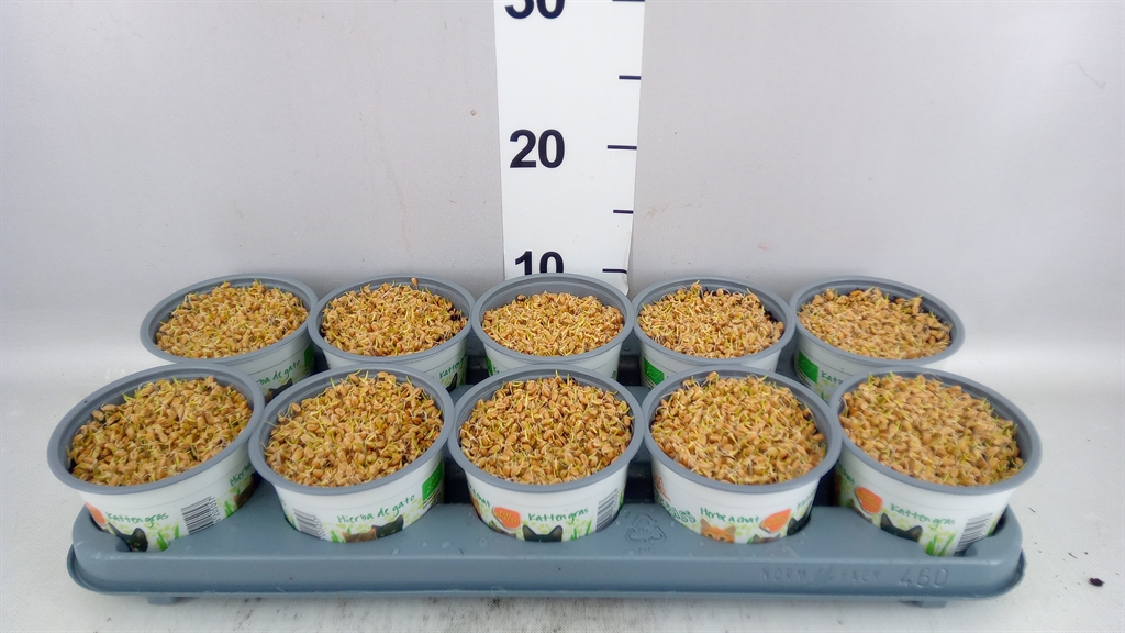Hordeum Kitty Grass 12Ø 10cm