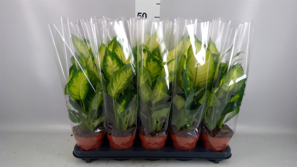 Dieffenbachia Camilla 12Ø 40cm