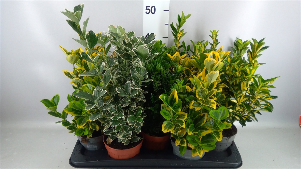 Euon Jap Gemengd 13Ø 35cm