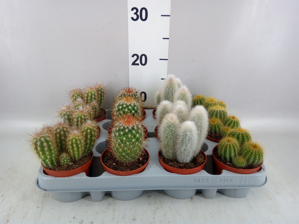 Cactus Mix 8Ø 12cm