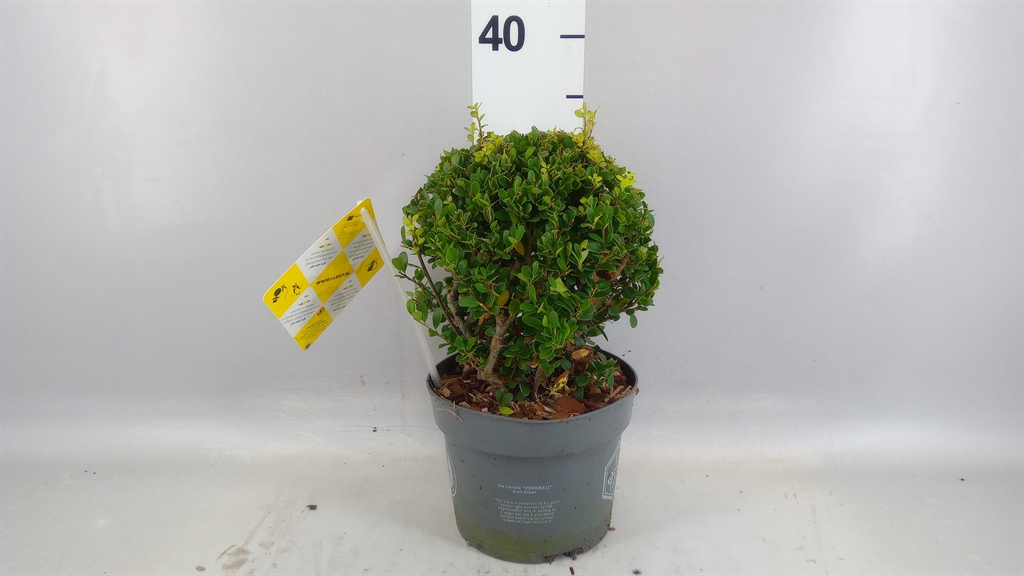 Ilex Dark Green 17Ø 30cm