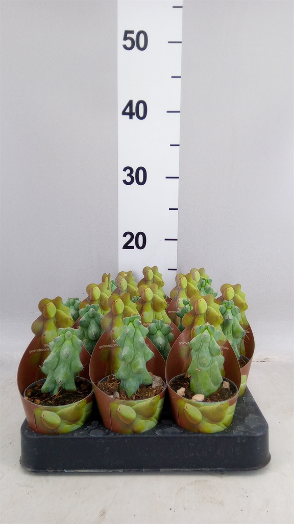 Cactus Overig 506Ø 9cm