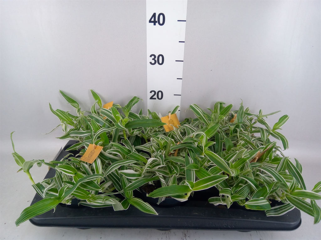 Murdannia Loriformis Alba Aquilone 12Ø 20cm