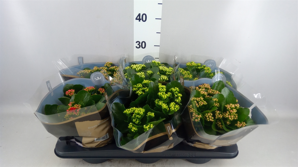 Kalanchoe Double Royale Mix 15Ø 27cm