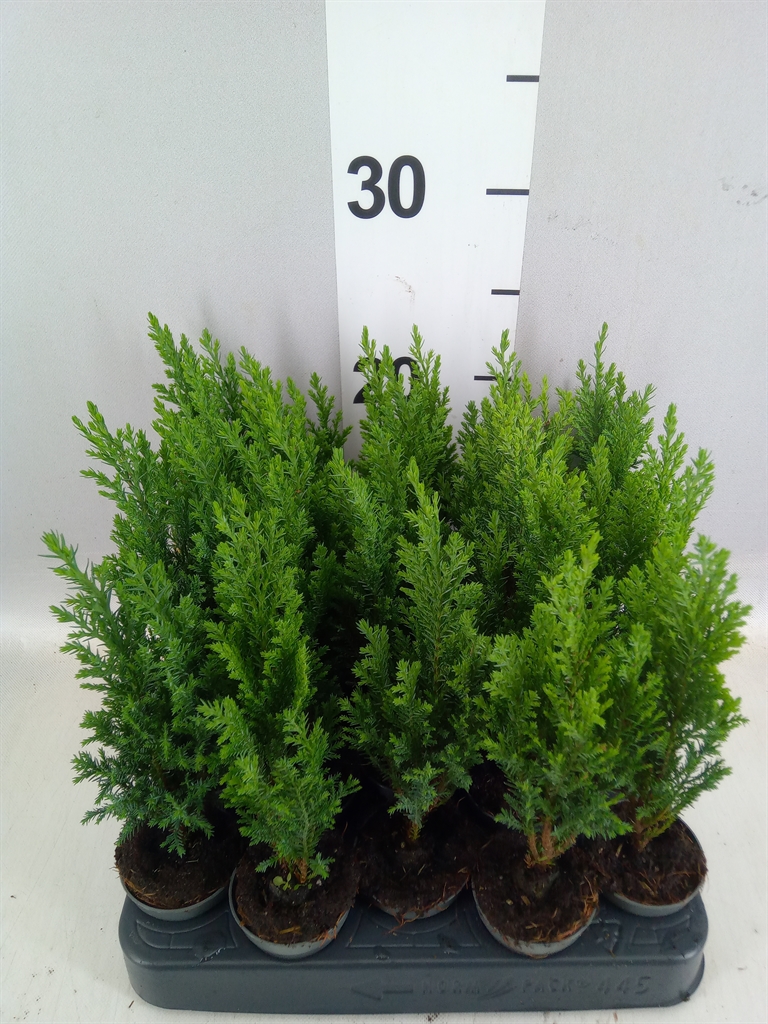 Chamaecyparis Ellwoodii 5Ø 25cm
