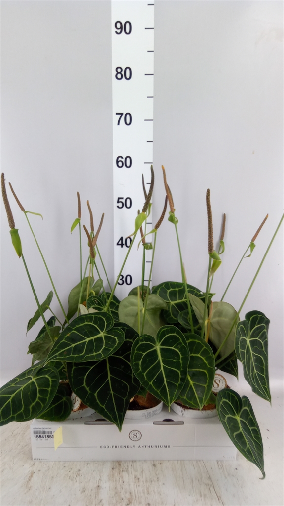 Anthurium Clarinervium 12Ø 30cm