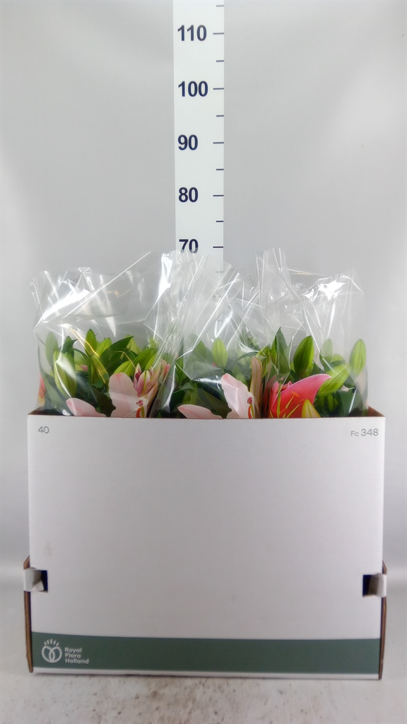 Lily Oriental Sunny Robyn 19Ø 50cm