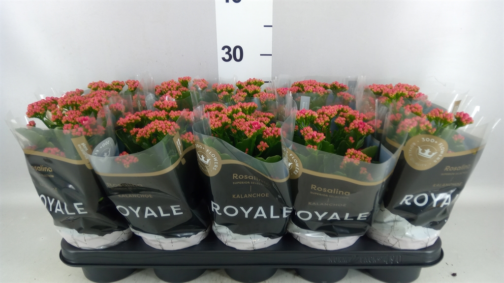 Kalanchoe Double Rosalina Don Victorio 12Ø 27cm