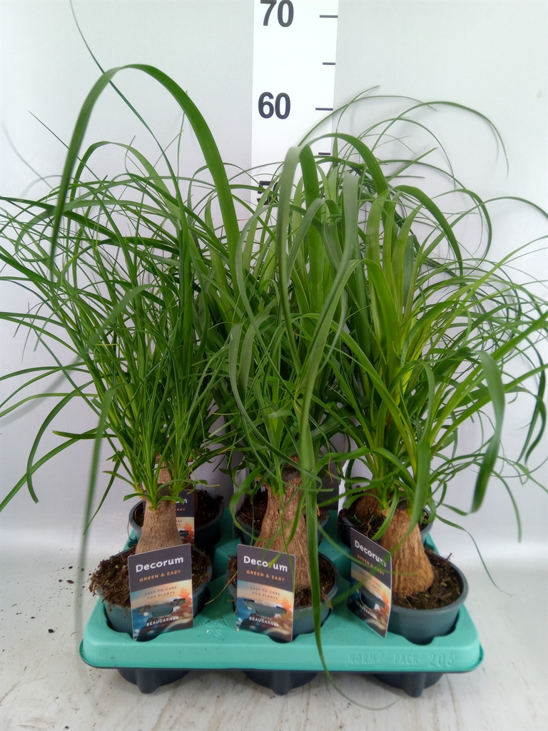 Beaucarnea Recurvata 12Ø 35cm