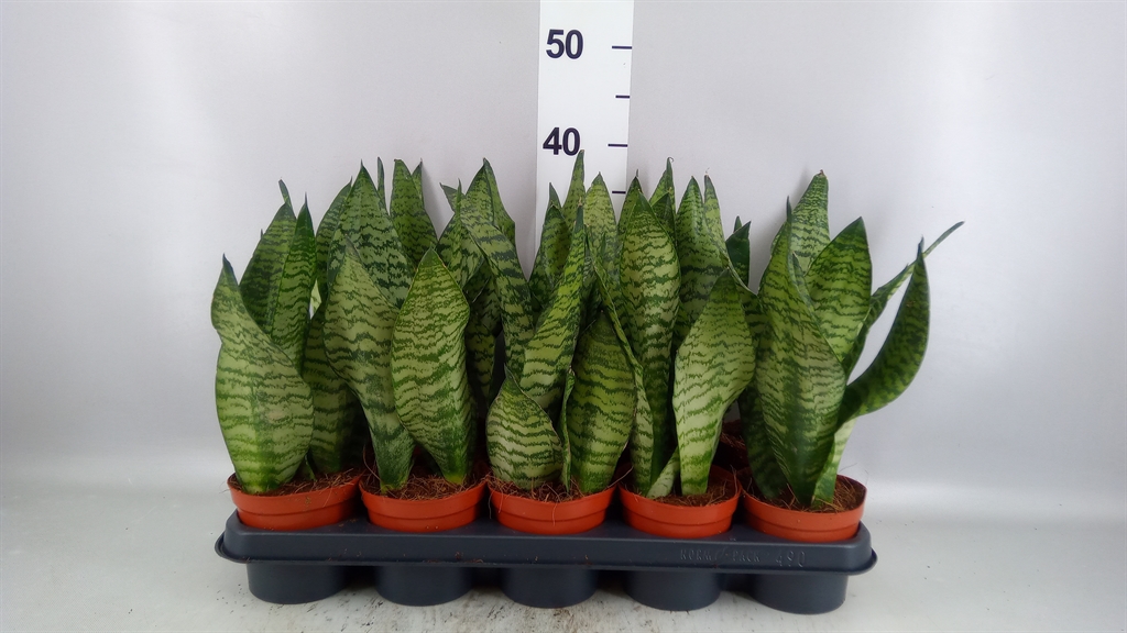 Sansev Zeylanica 12Ø 35cm
