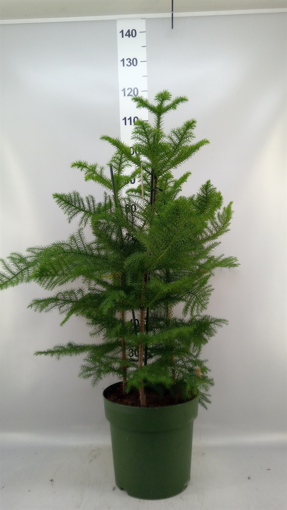 Araucaria Heterophylla 27Ø 100cm