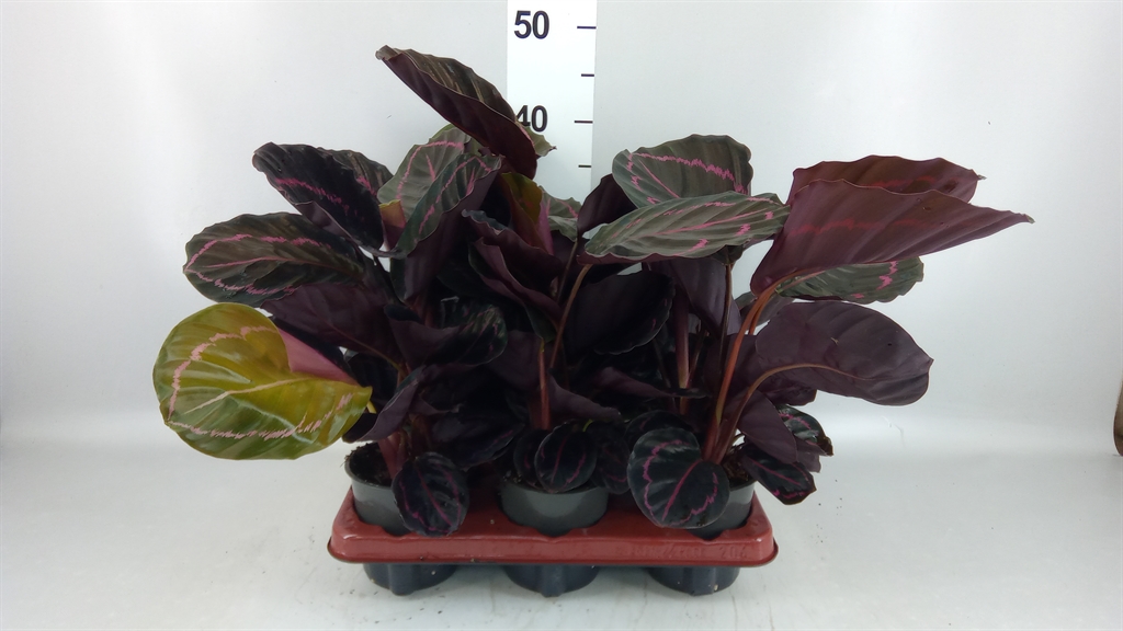 Calathea Dottie 12Ø 35cm