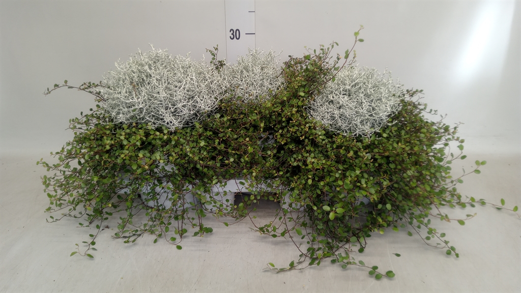 Leucophyta Brownii 19Ø 35cm