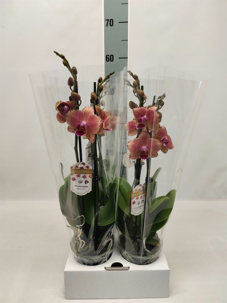 Phalaenopsis Pirate Picote 12Ø 60cm 2st