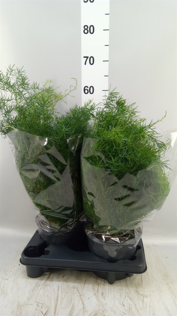 Asparagus Densiflorus Sprengeri 19Ø 60cm