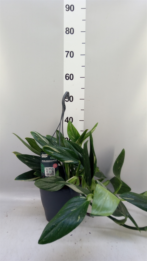 Philodendron Cobra 19Ø 50cm