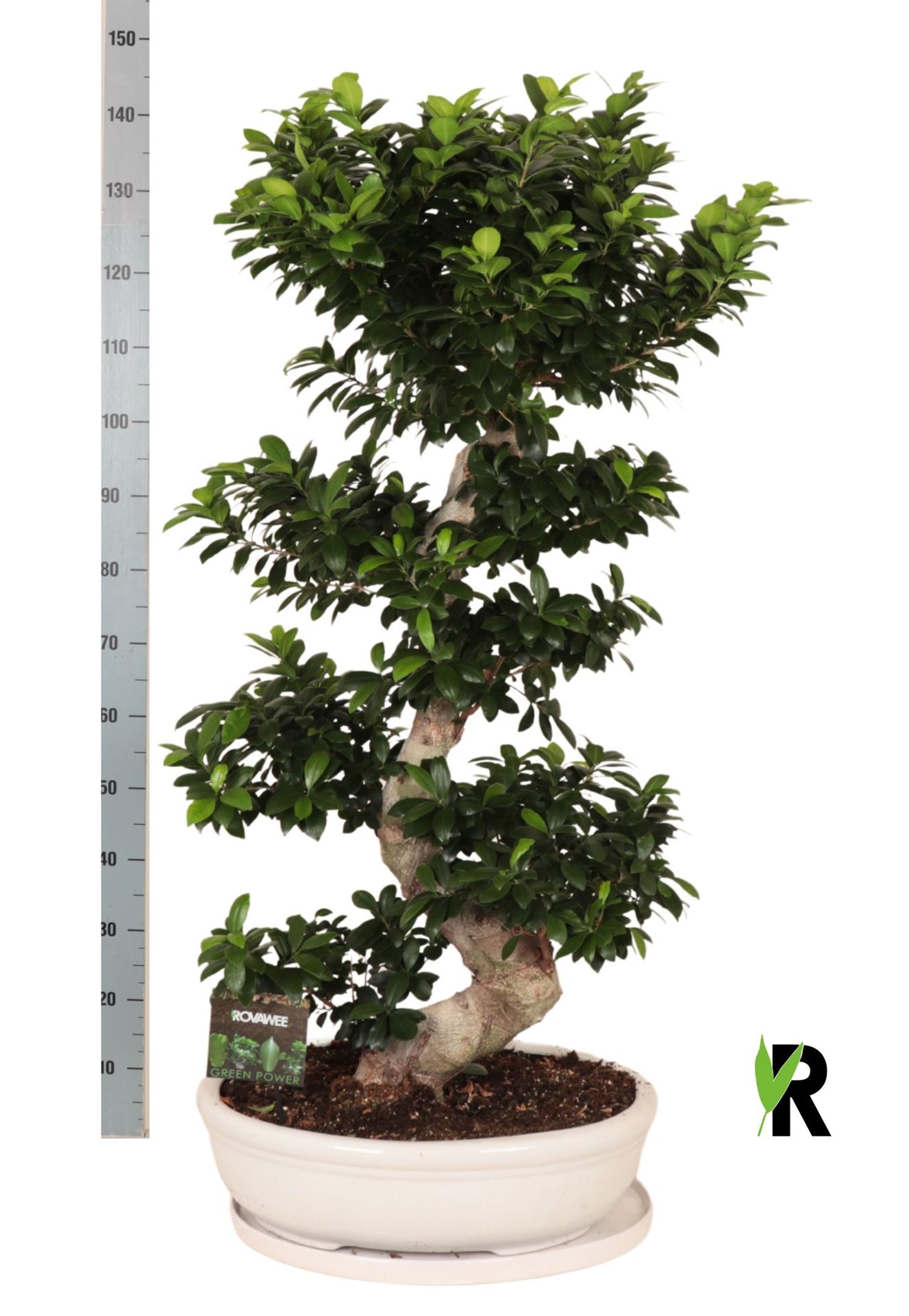 Fic Mi Ginseng 60Ø 140cm