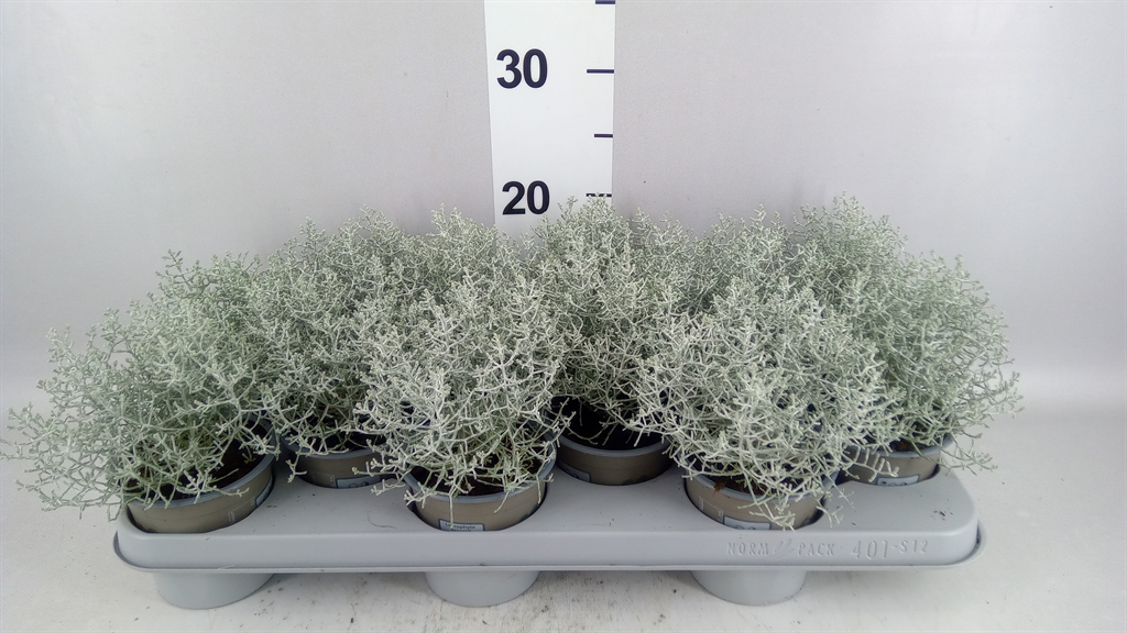 Leucophyta Brownii 11Ø 20cm