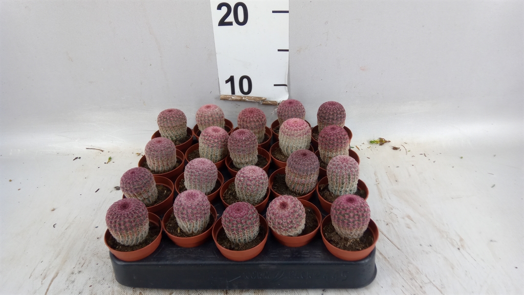 Cactus Overig 505Ø 10cm