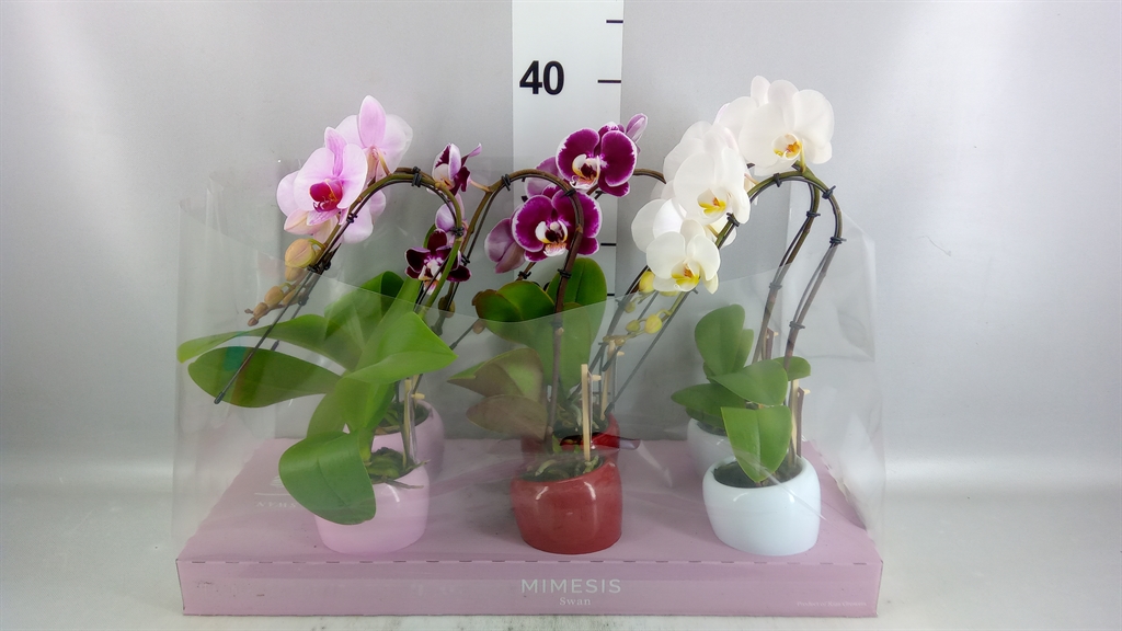 Phal Ov 7Ø 35cm