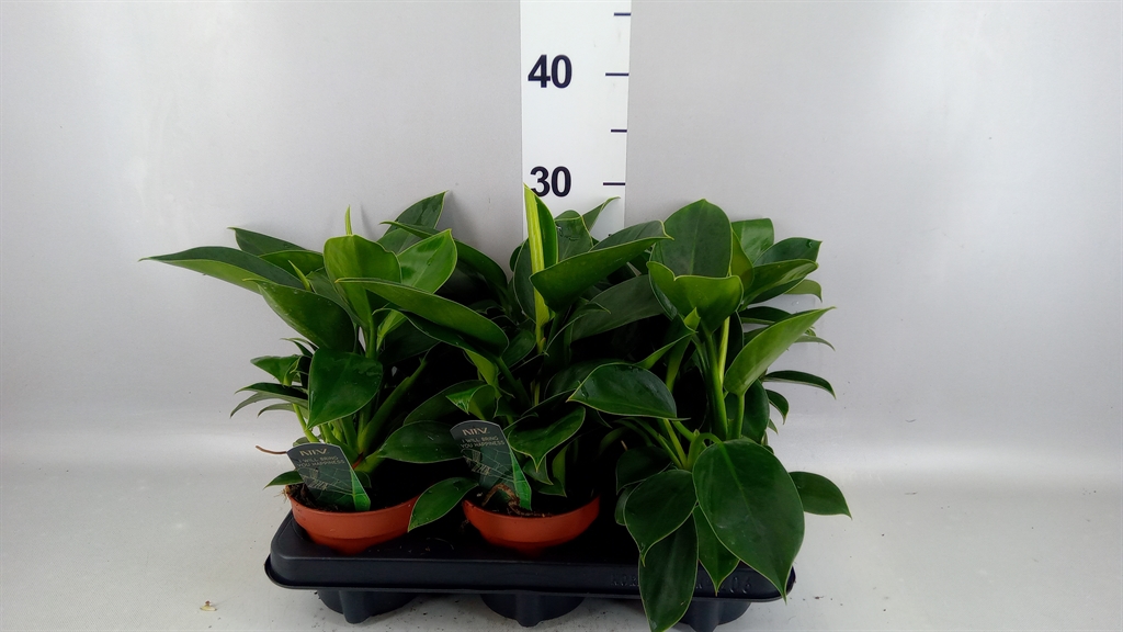 Philodendron Green Princess 12Ø 25cm