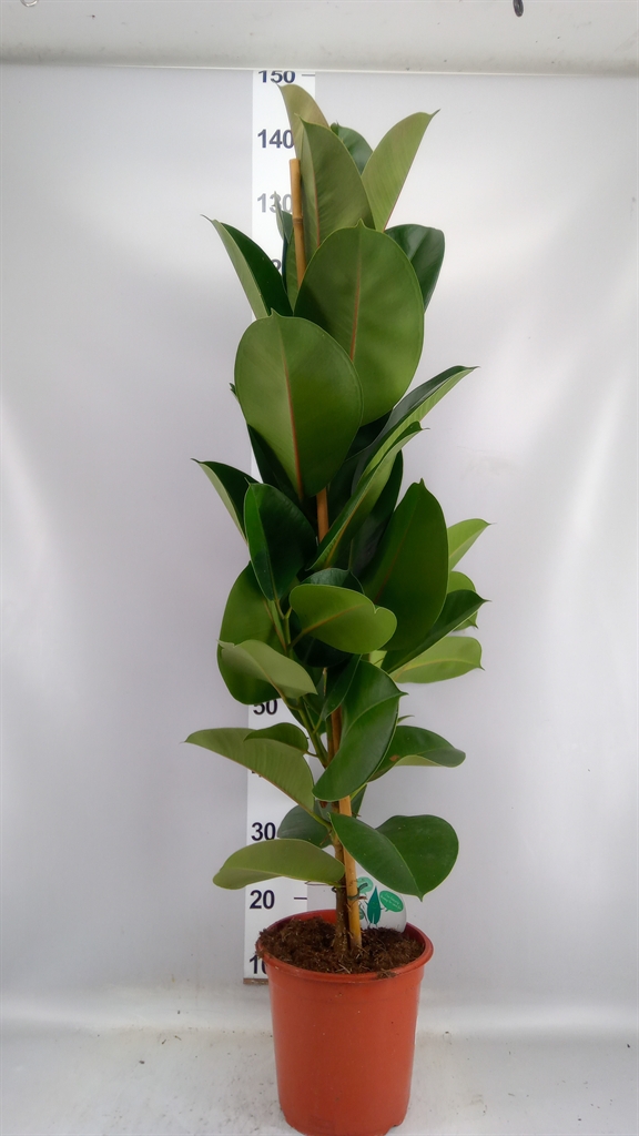 Ficus Robusta 24Ø 130cm