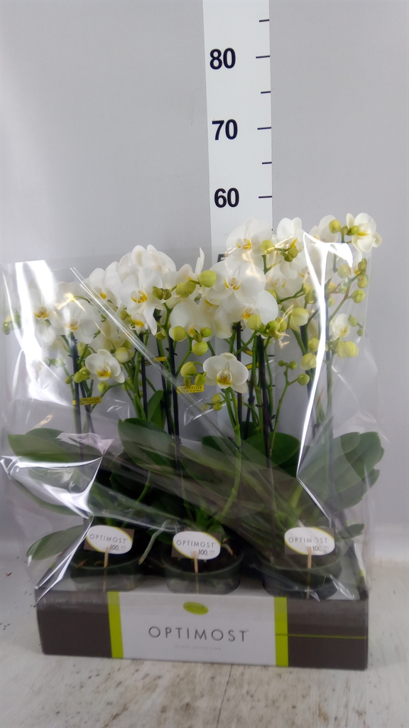 Phal Mf Ov Wit 12Ø 45cm