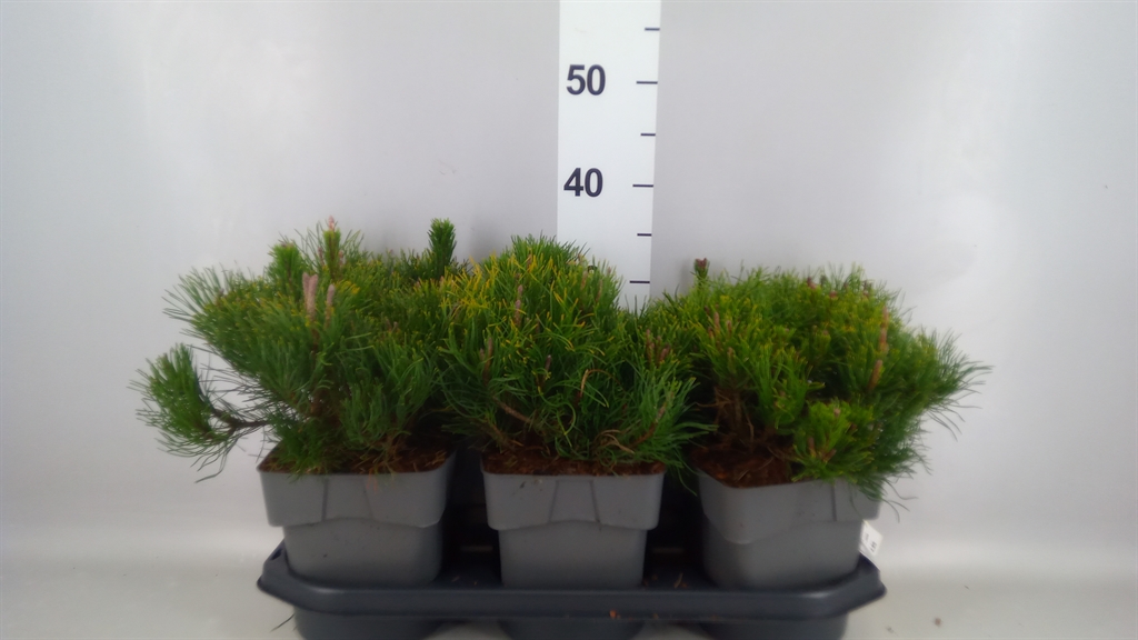 Pinus Pumilio 19Ø 25cm