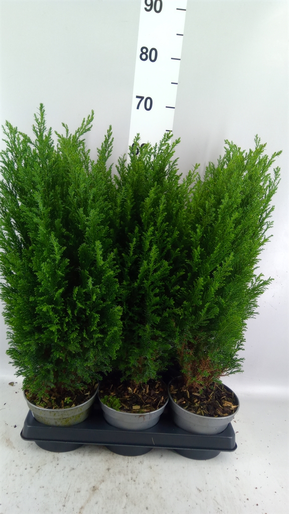 Chamaecyparis Ellwoodii 15Ø 55cm