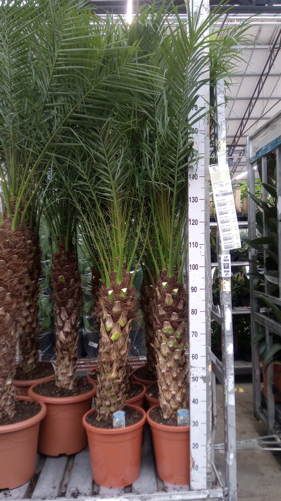 Phoenix Roebelenii 30Ø 175cm