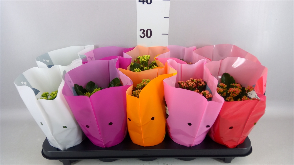 Kalanchoe Double Perfecta Mix 10Ø 24cm