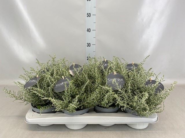 Vaste Planten Ov 13Ø 20cm